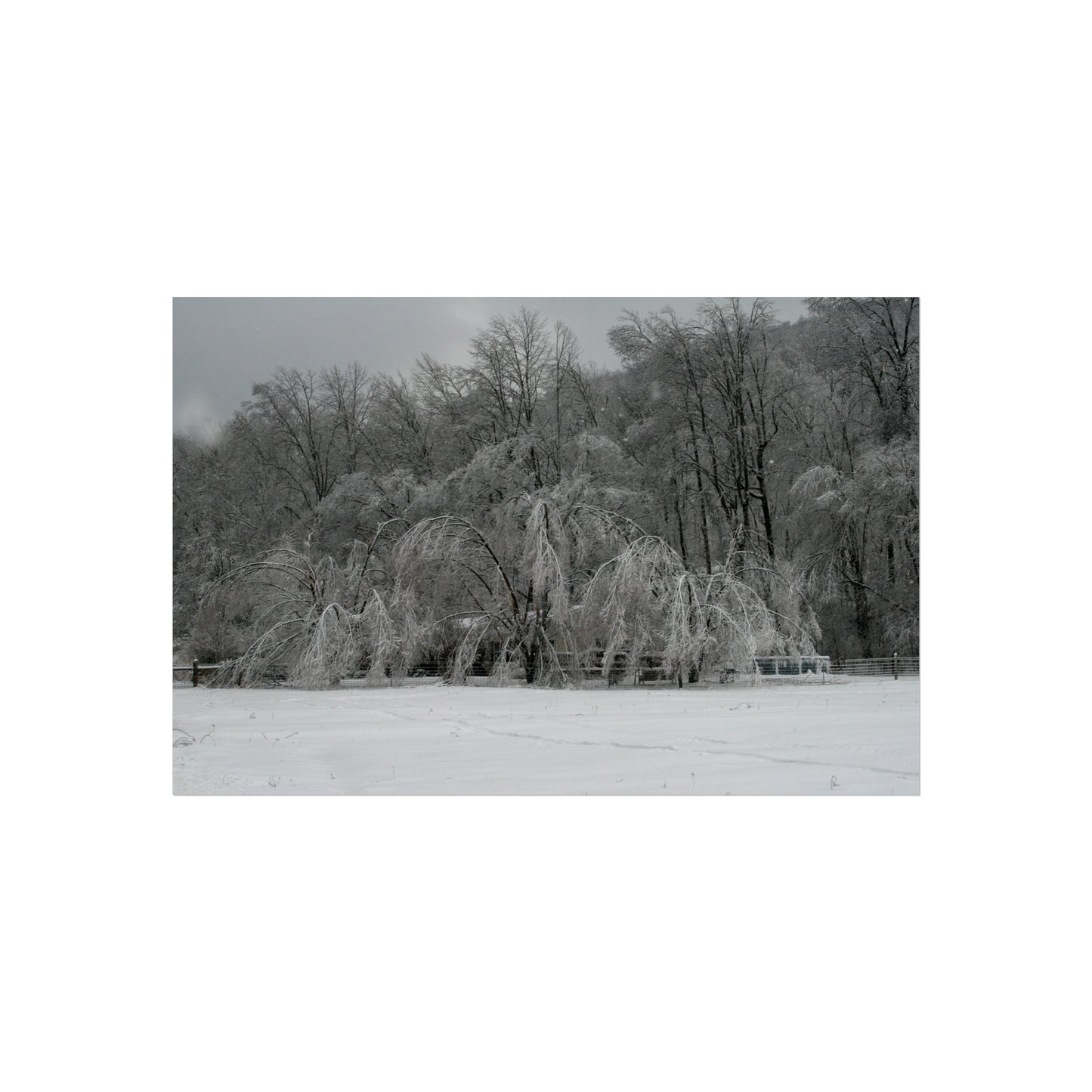Ice Covered Tree